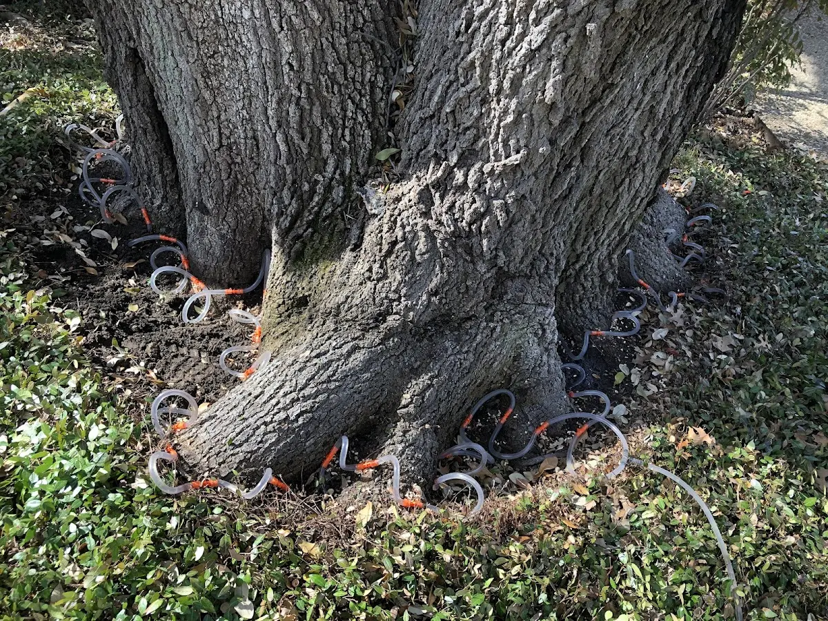 Detailed Tree Cabling and Bracing job site in Colon